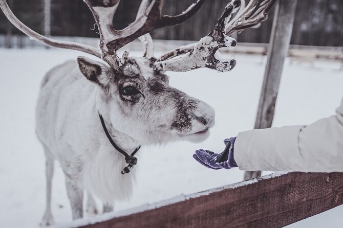 Rovaniemi: Authentic Lapland Reindeer Farm Visit & Sled Ride - Key points to know before booking