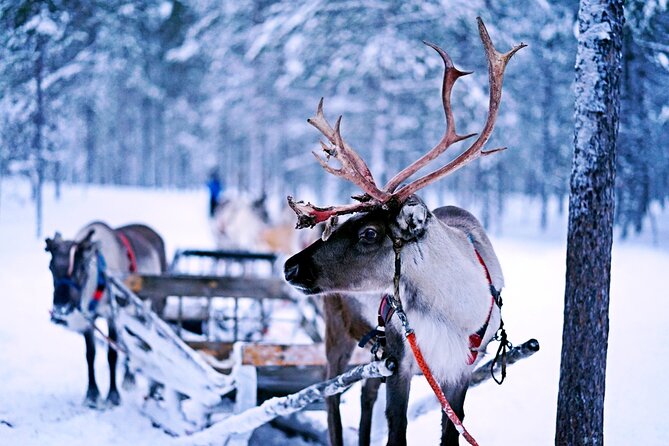 Rovaniemi: Authentic Lapland Reindeer Farm Visit & Sled Ride - Meeting Lapland’s reindeer at a working family farm
