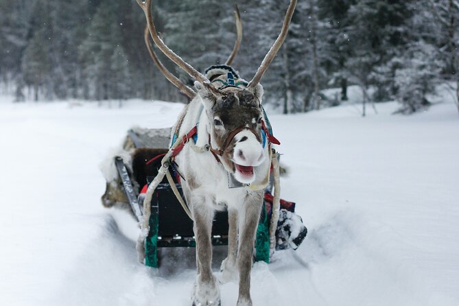 Rovaniemi: Authentic Lapland Reindeer Farm Visit & Sled Ride - The sled ride is traditional, but keep the scale in mind