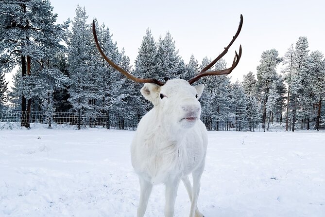 Rovaniemi: Authentic Lapland Reindeer Farm Visit & Sled Ride - What the three-hour visit actually gives you