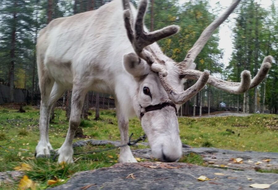 Rovaniemi: Authentic Reindeer Farm & Canoeing - Key points to know before booking
