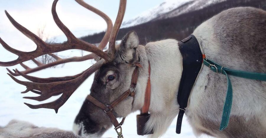 Rovaniemi: Authentic Reindeer Farm Visit & Short Sleigh Ride - Key points to know before you book