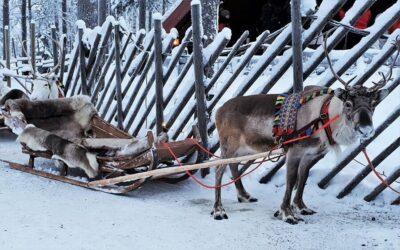 Authentic Reindeer Farm Visit & Short Sleigh Ride
