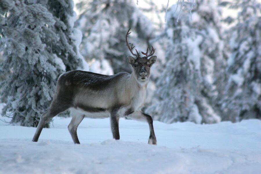 Rovaniemi: Authentic Reindeer Farm Visit & Short Sleigh Ride - Who will enjoy this experience most?