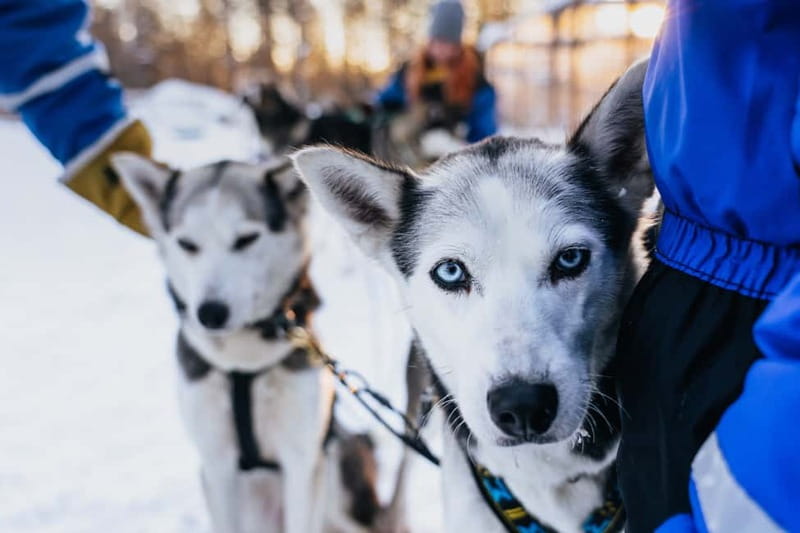 Rovaniemi: Autumn Husky Ride on Wheels - Arriving at Apukka Resort from Rovaniemi