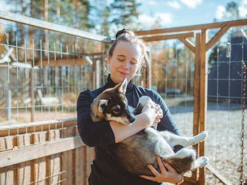 Rovaniemi: Autumn Husky Ride on Wheels - Meeting the dogs after the ride