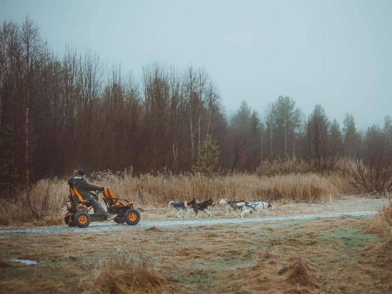 Rovaniemi: Autumn Husky Ride on Wheels - Is $169 a fair price?