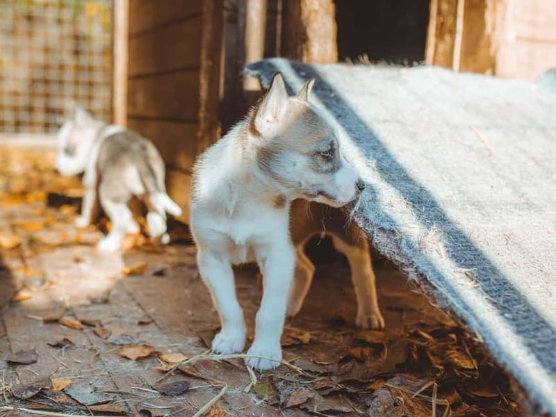 Rovaniemi: Autumn Husky Ride on Wheels - Who will enjoy this most