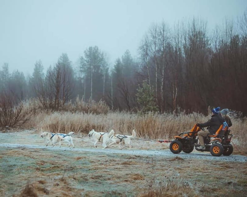 Rovaniemi: Autumn Husky Ride on Wheels - Getting ready for the wheeled husky carriage