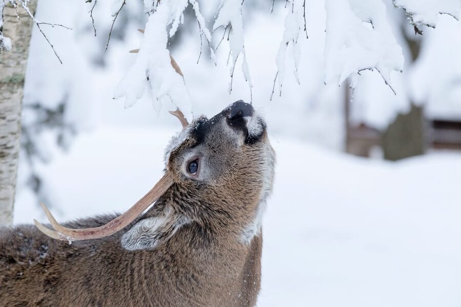 Rovaniemi: Day at Ranua Wildlife Park Arctic Zoo - Key points to know before booking