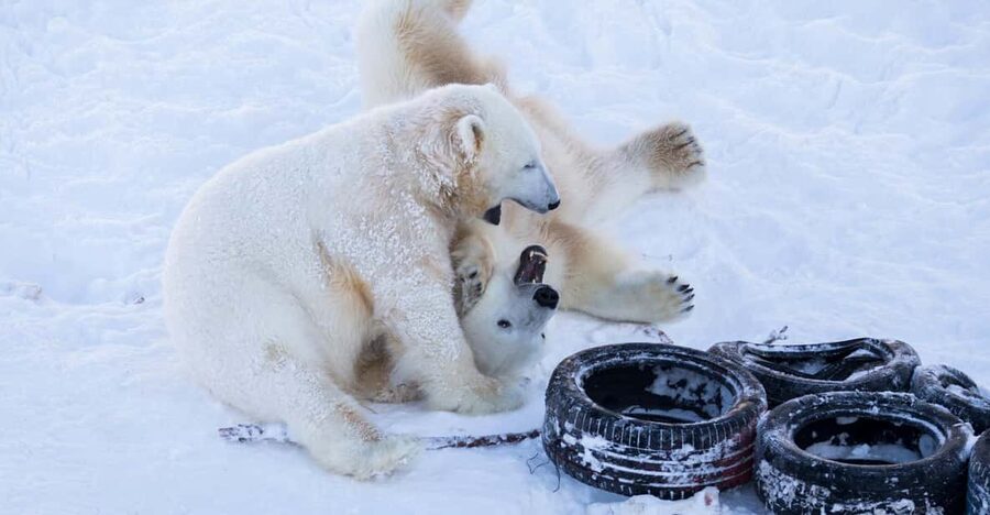 Rovaniemi: Day at Ranua Wildlife Park Arctic Zoo - Why Ranua makes a good Arctic side trip