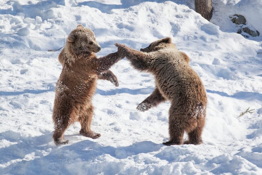 Rovaniemi: Day at Ranua Wildlife Park Arctic Zoo - Buffet lunch and the possible Fazer stop