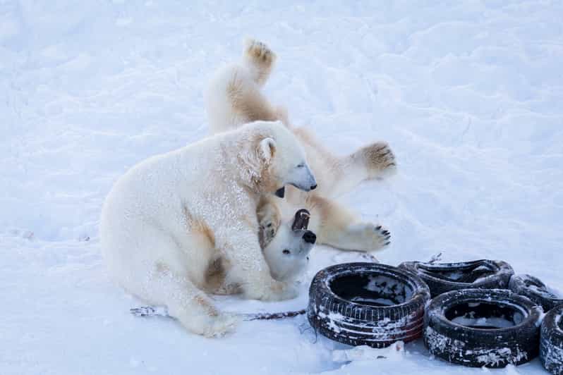Rovaniemi: Day at Ranua Wildlife Park Arctic Zoo - Booking details that can save you trouble
