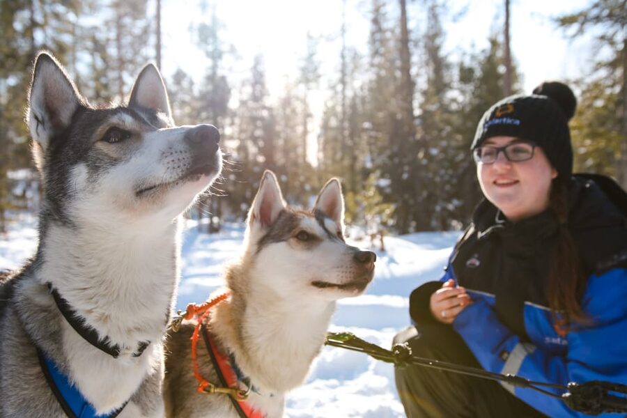 Rovaniemi: Daytime Husky Safari - Taking the reins on a 5-kilometer husky run