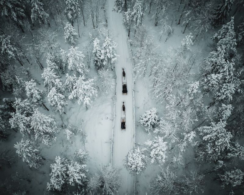 Rovaniemi: Daytime Reindeer Sleigh Ride - Why this short reindeer ride works in Rovaniemi