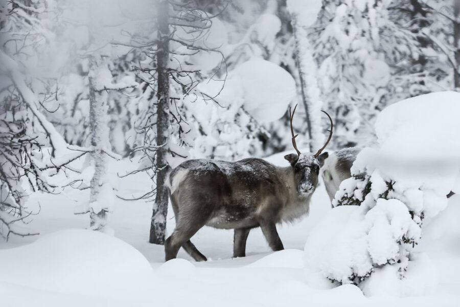 Rovaniemi: Daytime Reindeer Sleigh Ride - Meeting the reindeer at the farm