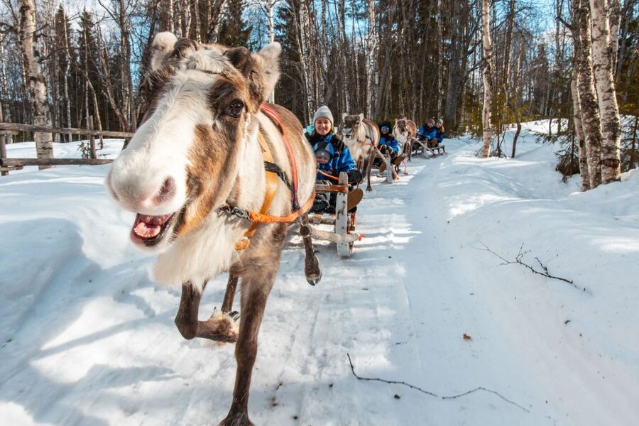 Rovaniemi: Daytime Reindeer Sleigh Ride - Who should book this experience
