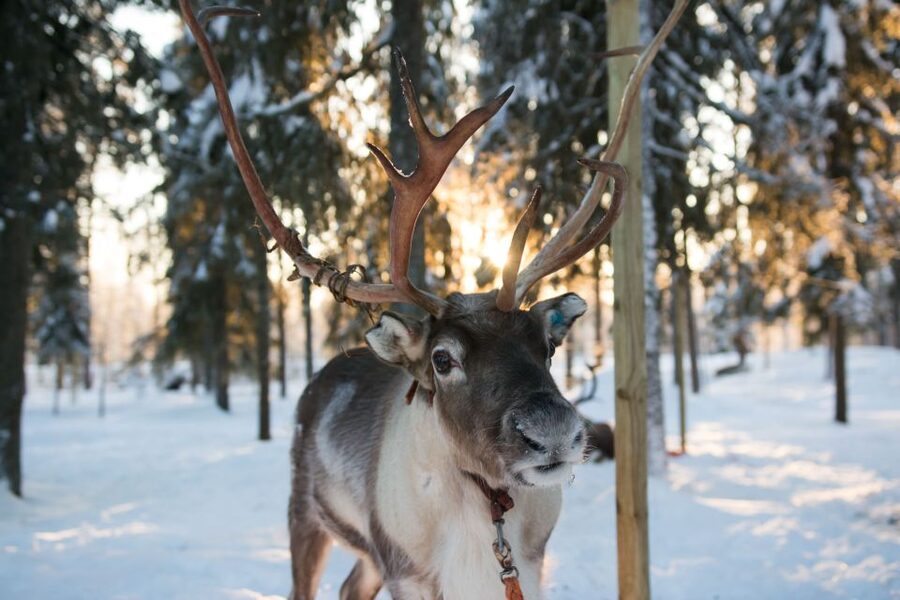 Rovaniemi: Daytime Reindeer Sleigh Ride - Meeting Safartica and getting to the farm
