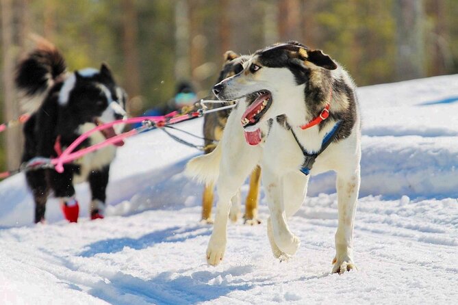 Rovaniemi: Drive Your Own Husky Team (6–10 km) & BBQ - What the four-hour outing really includes