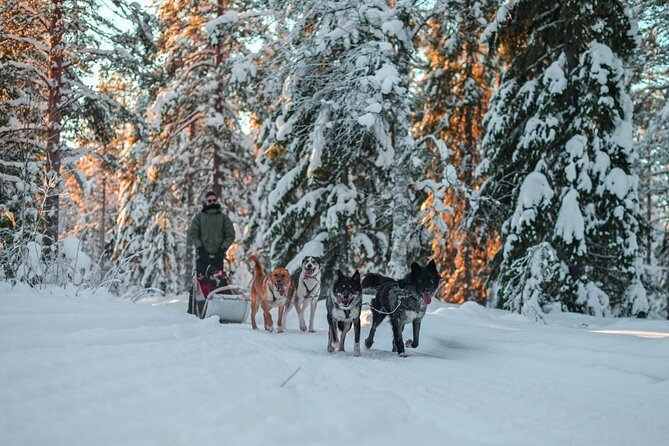 Rovaniemi: Drive Your Own Husky Team (6–10 km) & BBQ - Your first lesson in mushing