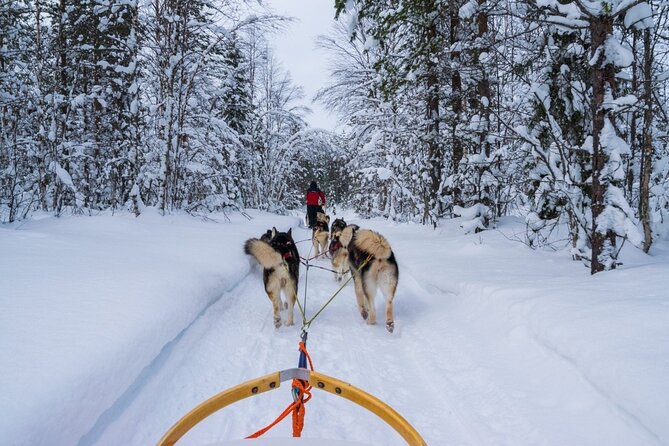 Rovaniemi: Drive Your Own Husky Team (6–10 km) & BBQ - Campfire food in a kota