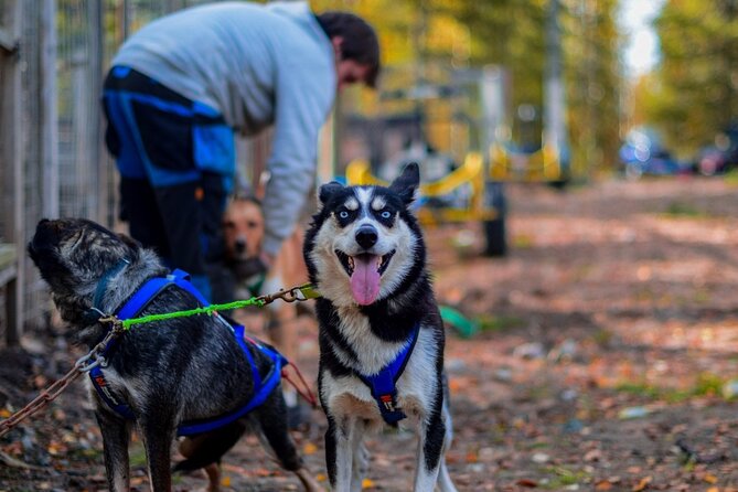 Rovaniemi: Drive Your Own Husky Team (Autumn) & BBQ - Key things to know before booking