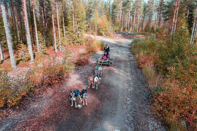 Rovaniemi: Drive Your Own Husky Team (Autumn) & BBQ - A husky day with more control and less crowding