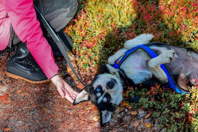 Rovaniemi: Drive Your Own Husky Team (Autumn) & BBQ - Finishing beside a seasonal BBQ