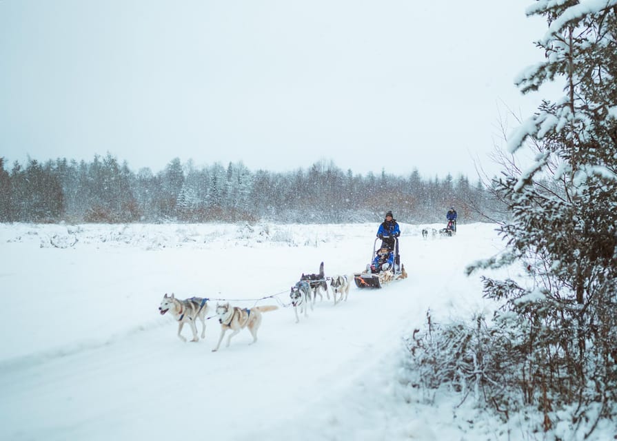 Rovaniemi: Early Winter Husky Sled Ride - Meeting the huskies near Apukka Resort