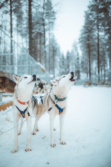 Rovaniemi: Early Winter Husky Sled Ride - Why the early winter setup matters