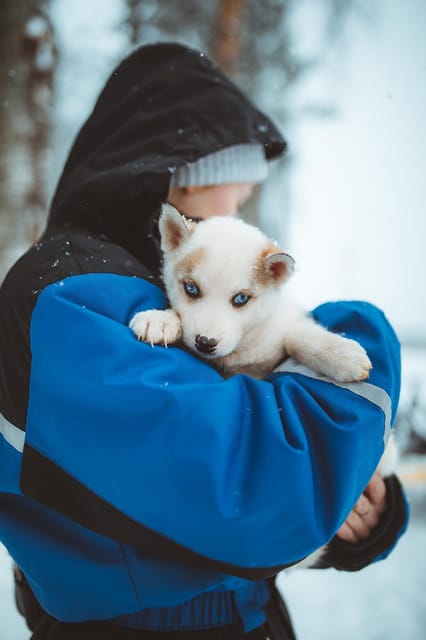 Rovaniemi: Early Winter Husky Sled Ride - A closer look at the 3-kilometer route