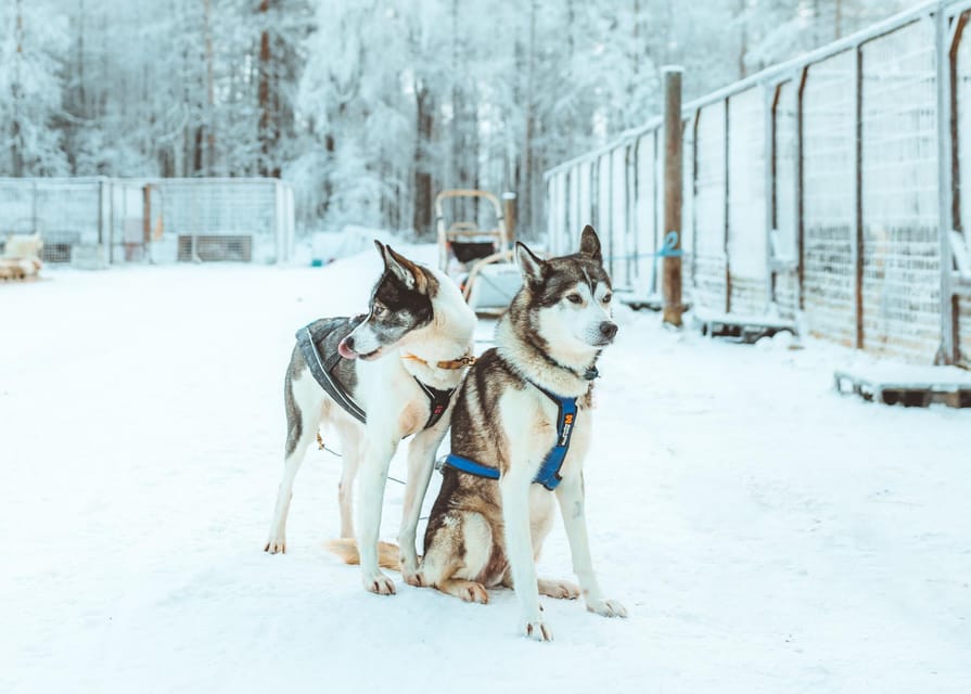 Rovaniemi: Early Winter Husky Sled Ride - Meeting the dogs after the ride