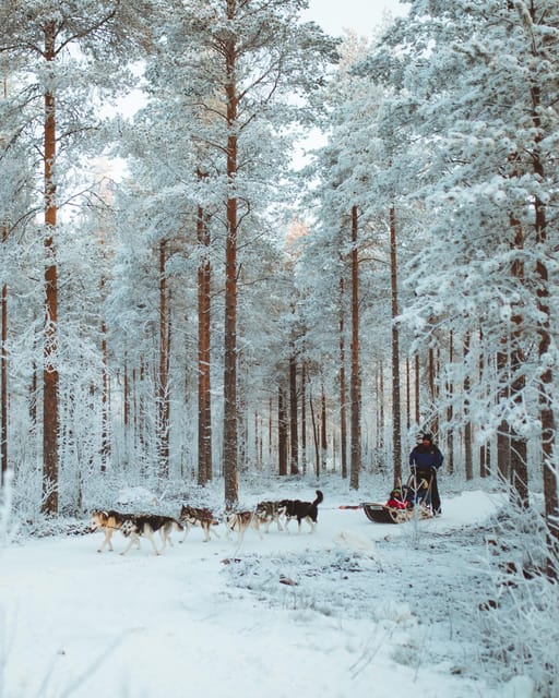 Rovaniemi: Early Winter Husky Sled Ride - Clothing, comfort, and the hot drink