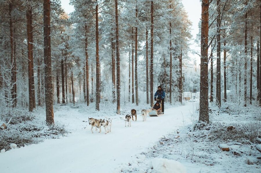 Rovaniemi: Early Winter Husky Sled Ride - Who should book this husky ride?