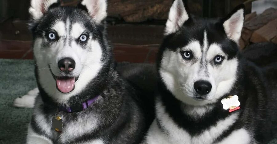 Rovaniemi: Family Friendly Husky Ride and Farm Visit - What the five-minute husky ride is really like