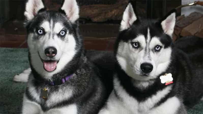 Rovaniemi: Family Friendly Husky Ride and Farm Visit - A family outing, but not a full husky safari