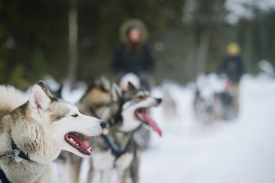 Rovaniemi: Family Friendly Husky Ride and Farm Visit - How the $128 price measures up