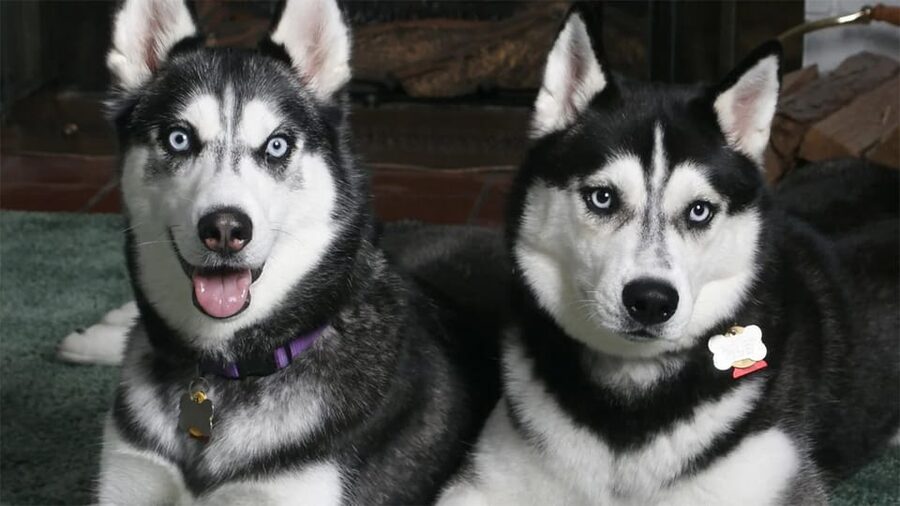 Rovaniemi: Family Friendly Husky Ride and Farm Visit - Who should book this experience