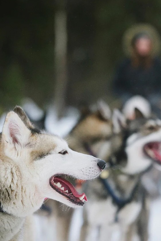 Rovaniemi: Family Friendly Husky Ride and Farm Visit - Hot drinks, snacks, and the value of the farm stop