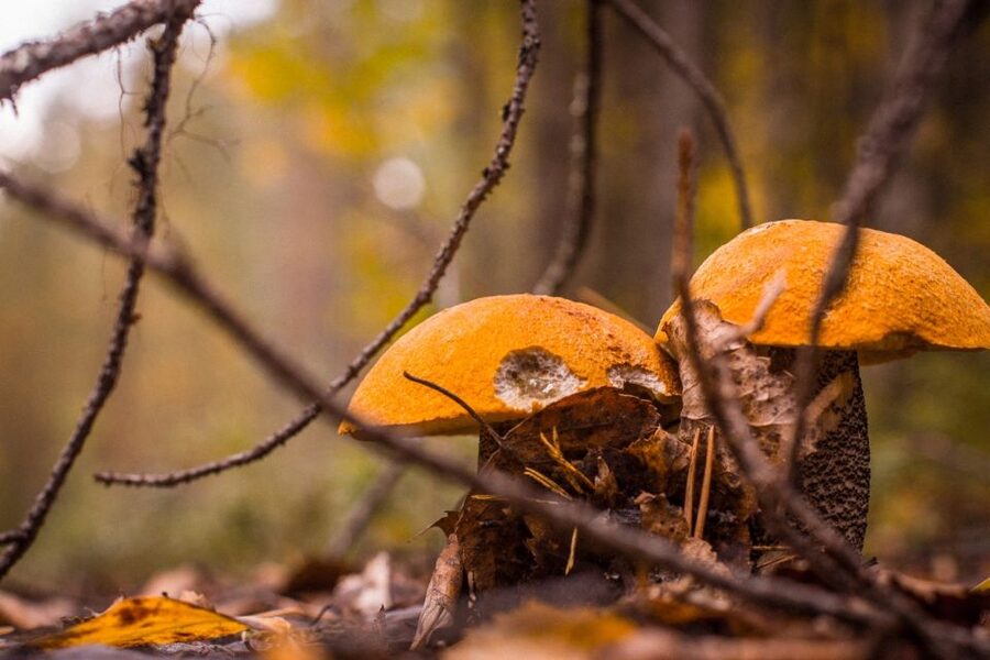 Rovaniemi forest foraging adventure: Pick, Prepare, Savor - Key points about the forest outing