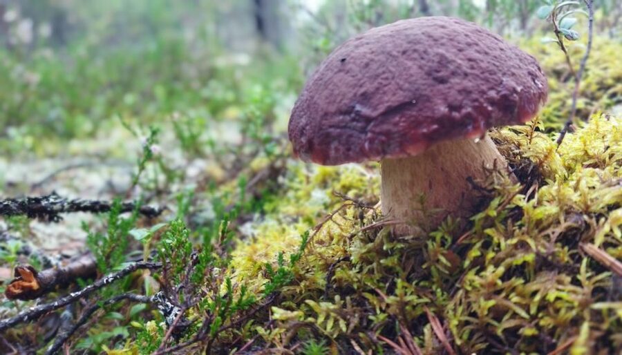 Rovaniemi forest foraging adventure: Pick, Prepare, Savor - A Finnish forest that doubles as a kitchen