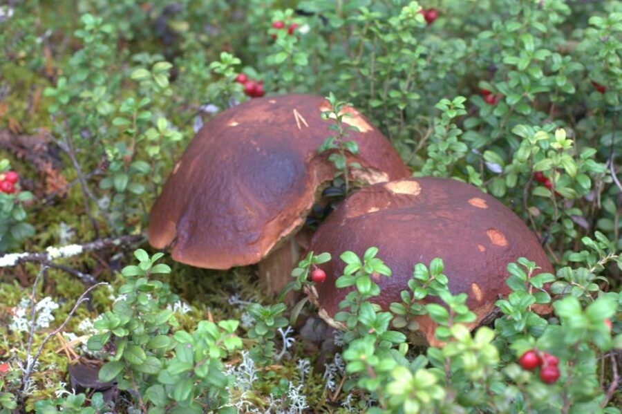 Rovaniemi forest foraging adventure: Pick, Prepare, Savor - Learning to pick without taking risks