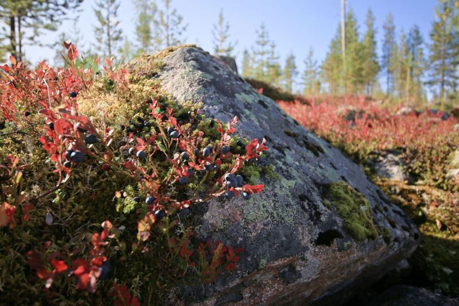 Rovaniemi forest foraging adventure: Pick, Prepare, Savor - Tasting berries under the midnight sun