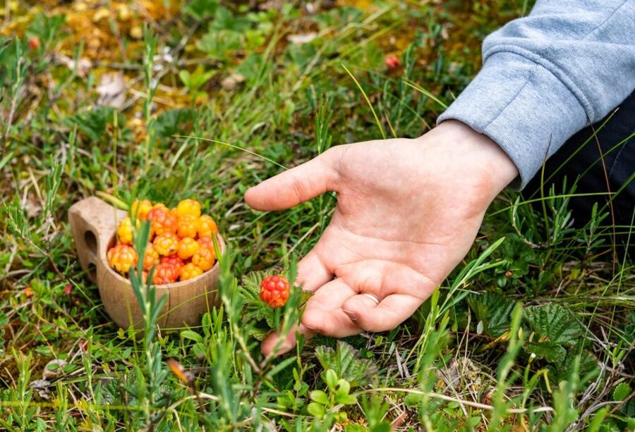 Rovaniemi forest foraging adventure: Pick, Prepare, Savor - Cooking mushroom soup over an open fire