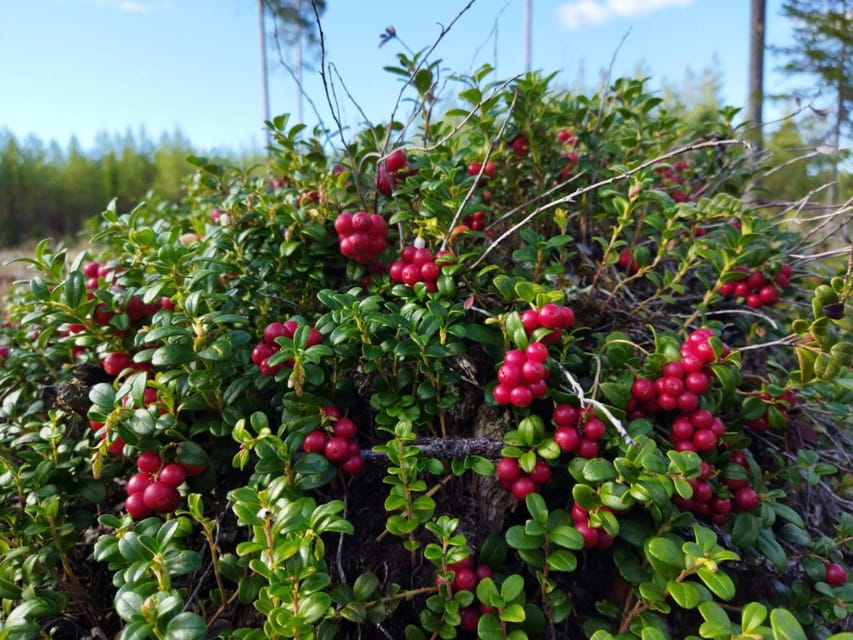 Rovaniemi forest foraging adventure: Pick, Prepare, Savor - Price, timing, and practical value