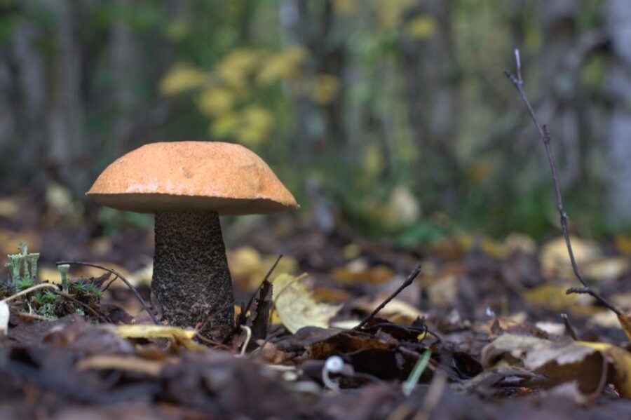 Rovaniemi forest foraging adventure: Pick, Prepare, Savor - What to bring and what not to assume