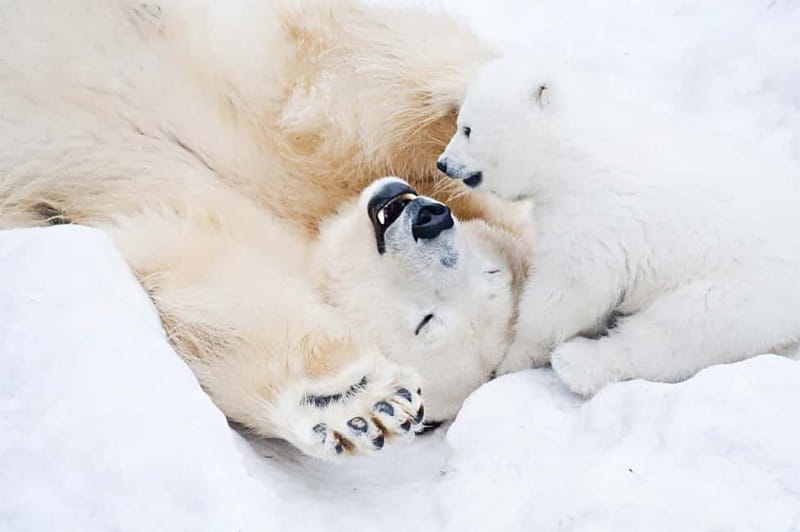 Rovaniemi: Full-Day Highlights Tour with Buffet Lunch - Key points to know before booking