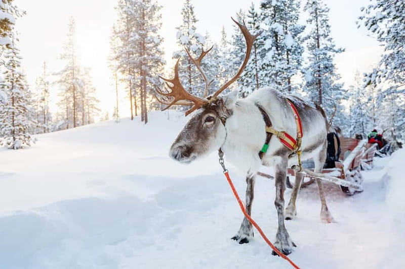 Rovaniemi: Full-Day Highlights Tour with Buffet Lunch - How to make the most of it