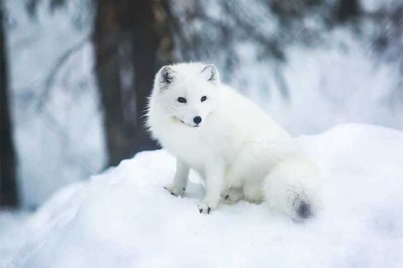 Rovaniemi: Full-Day Highlights Tour with Buffet Lunch - A fast Arctic introduction in Rovaniemi