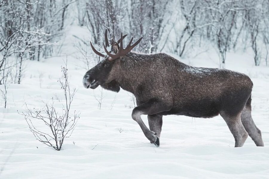 Rovaniemi: Full-Day Highlights Tour with Buffet Lunch - Arktikum Museum adds welcome depth